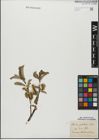 Foto von Salix glabra Scop.